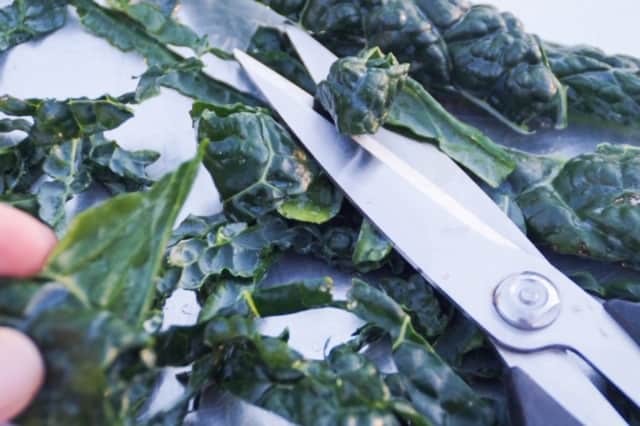 Pieces of Tuscan kale with kitchen scissors
