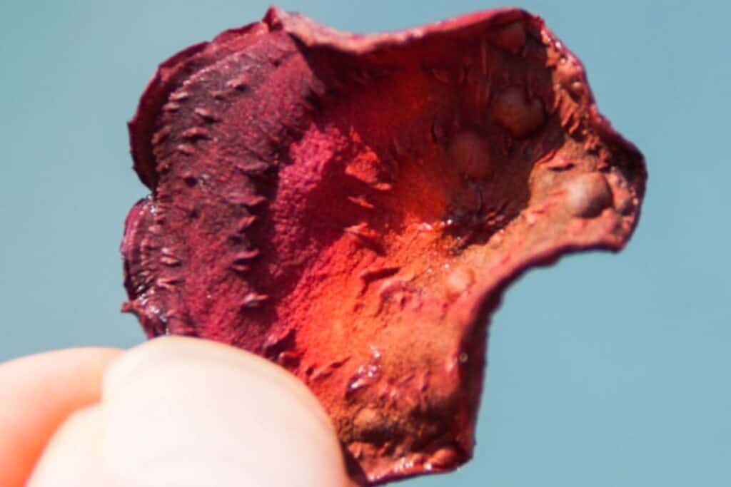 One beet chip being held up over a blue background