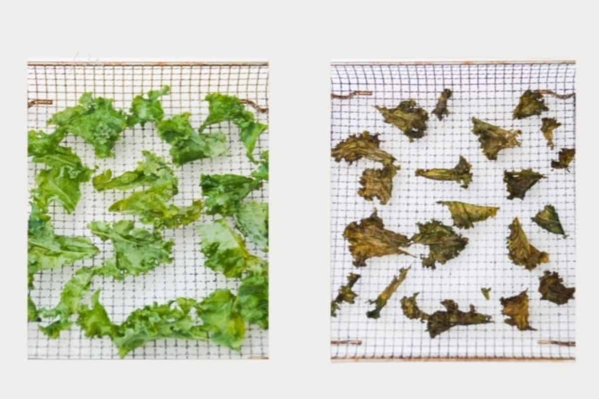 Before and after pictures: torn pieces of kale to the left; kale chips to the right.